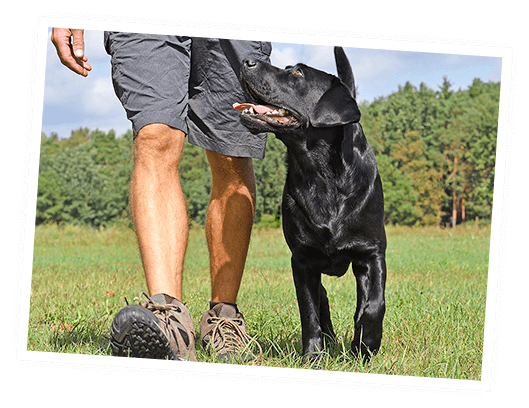 しつけ・トレーニング