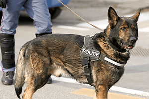 資格保有者が担当