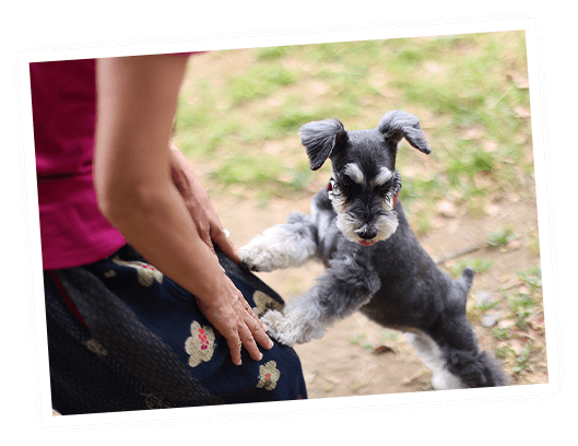 \　パピー専用　/ しつけ・トレーニング