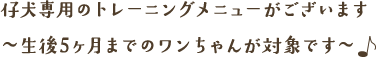 仔犬専用のトレーニングメニューがございます♪ ～生後5ヶ月までのワンちゃんが対象です～